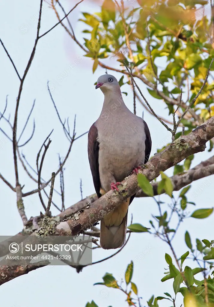 Mountain Imperial-pigeon (Ducula badia griseicapilla) adult, perched on branch, Dakdam Highland, Cambodia, January