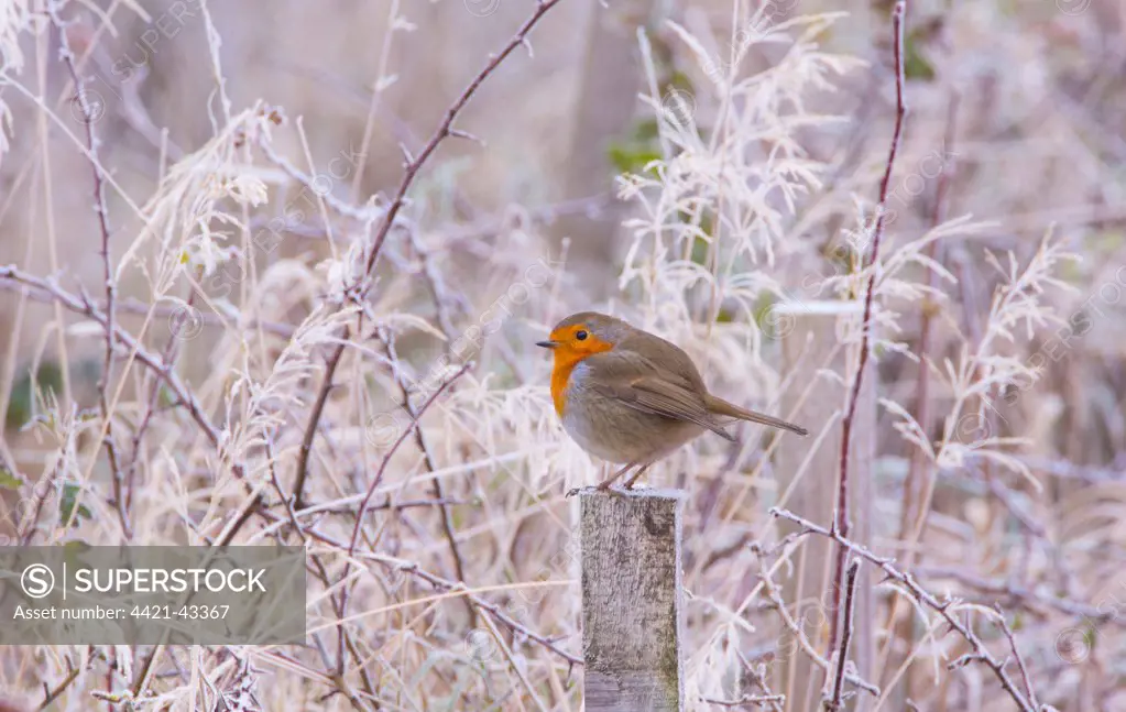 European Robin (Erithacus rubecula) adult, perched on fencepost in frost, Chipping, Lancashire, England, December