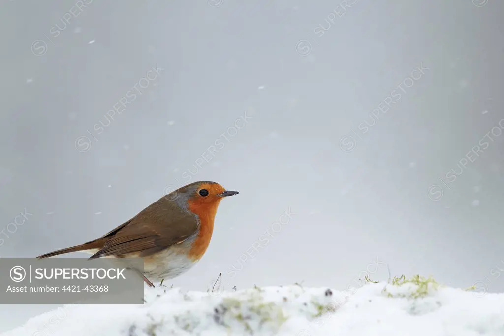 European Robin (Erithacus rubecula) adult, standing on snow covered mound during snowfall, Shropshire, England, January