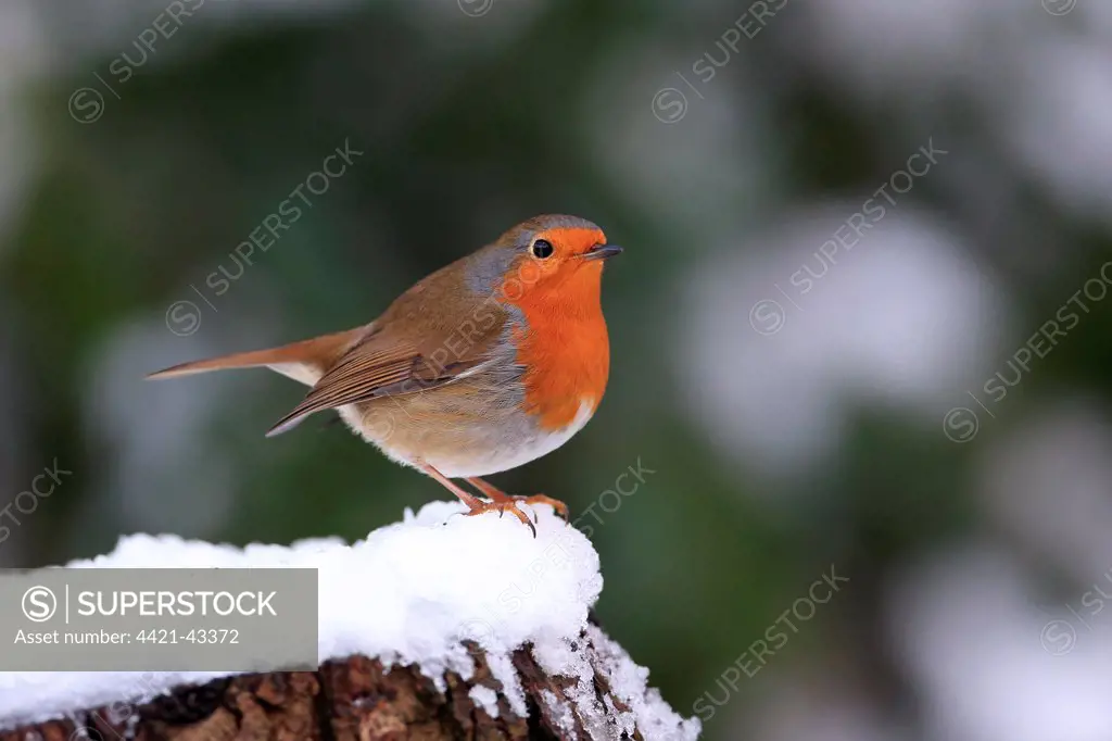 European Robin (Erithacus rubecula) adult, perched on snow covered stump, Whitlingham Country Park, River Yare, The Broads, Norfolk, England, December