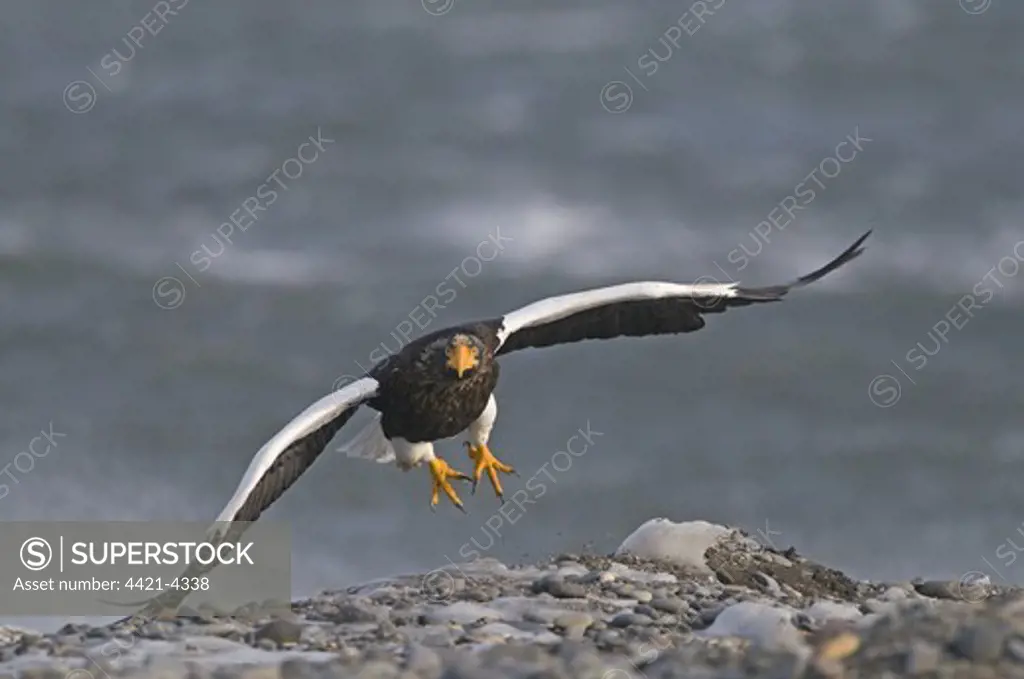 Steller's Sea-eagle (Haliaeetus pelagicus) adult, in flight, taking off from beach, Shiretoko Peninsula, Hokkaido, Japan, winter