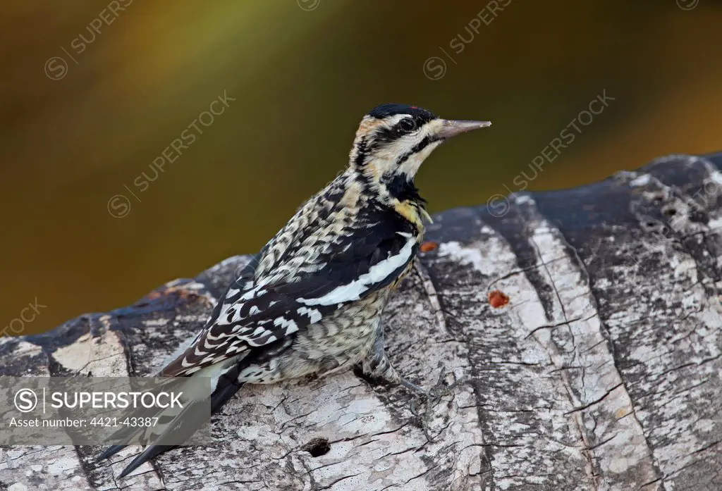 Yellow-bellied Sapsucker (Sphyrapicus varius) immature, clinging to palm tree trunk with sap wells, Zapata Peninsula, Matanzas Province, Cuba, March
