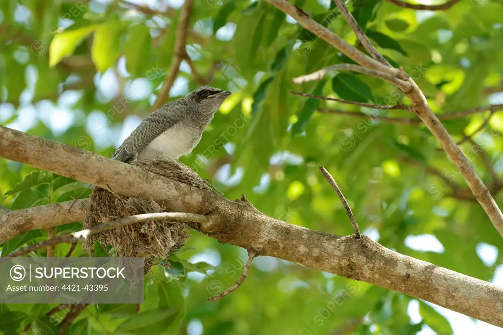 Black-faced Cuckoo-shrike (Coracina novaehollandiae) chick, sitting at nest on branch, fledgling about to leave, Queensland, Australia, November