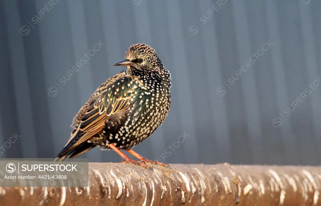 Common Starling (Sturnus vulgaris) adult, winter plumage, perched on metal fence covered with droppings in farmyard, Leicestershire, England, December