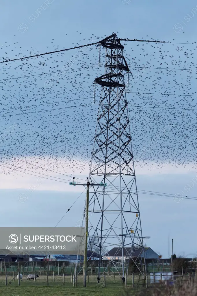 Common Starling (Sturnus vulgaris) flock, gathering before overnight roost on electricity pylon, Dumfries and Galloway, Scotland, January