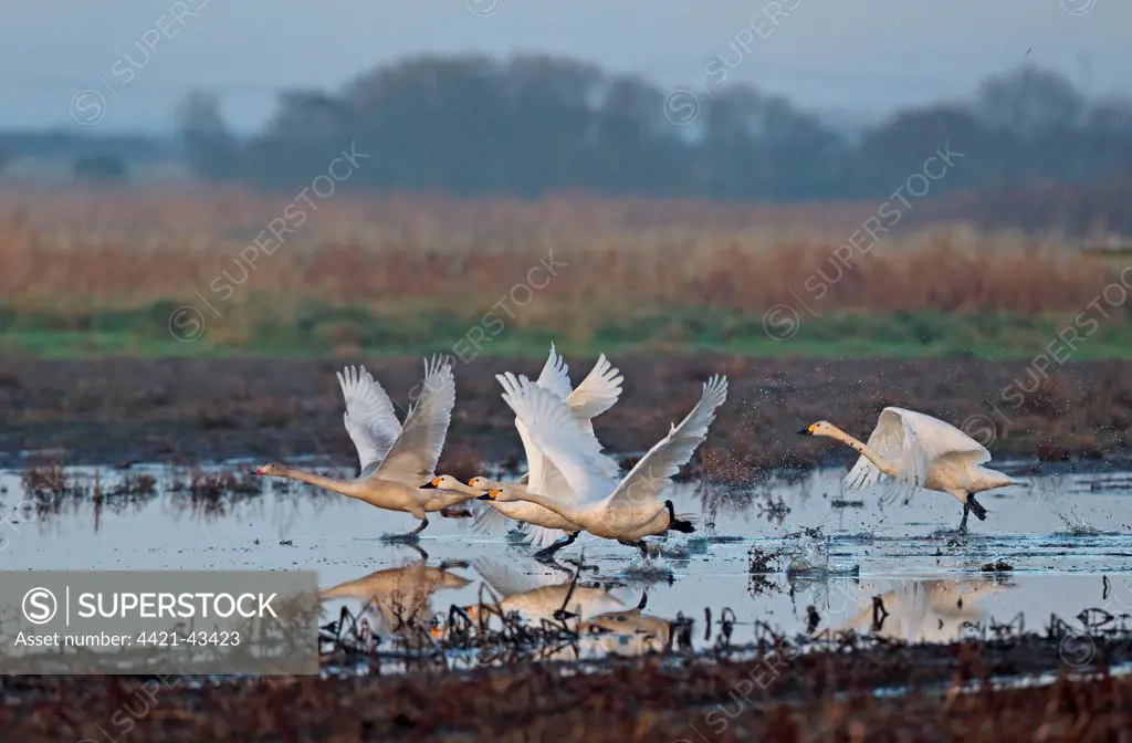 Bewick's Swan (Cygnus bewickii) four adults and one juvenile, taking off from flooded 'Higher Level Stewardship' land, Norfolk, England, December