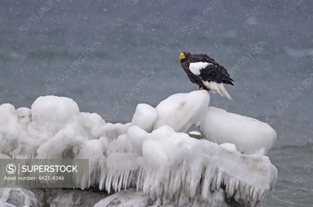 Steller's Sea-eagle (Haliaeetus pelagicus) adult, standing on sea ice in snowfall, Shiretoko Peninsula, Hokkaido, Japan, winter