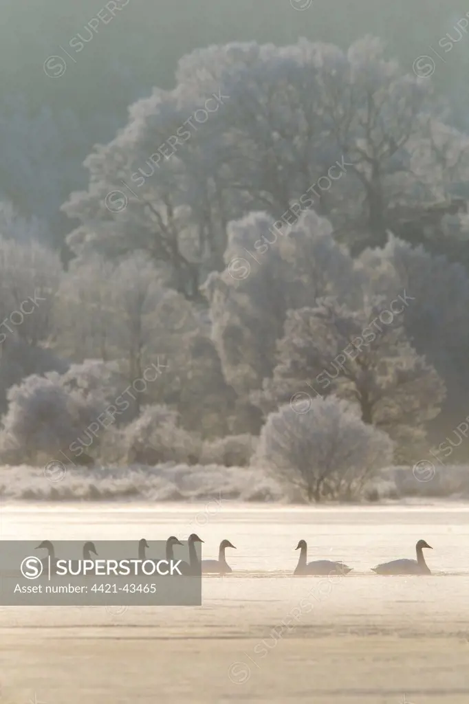 Whooper Swan (Cygnus cygnus) eight adults, gathering on loch in early morning mist, Scotland, December