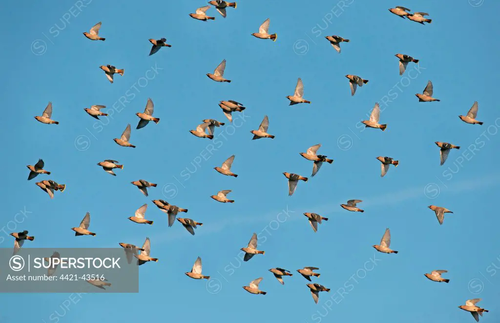 Bohemian Waxwing (Bombycilla garrulus) flock, in flight, Merseyside, England, November