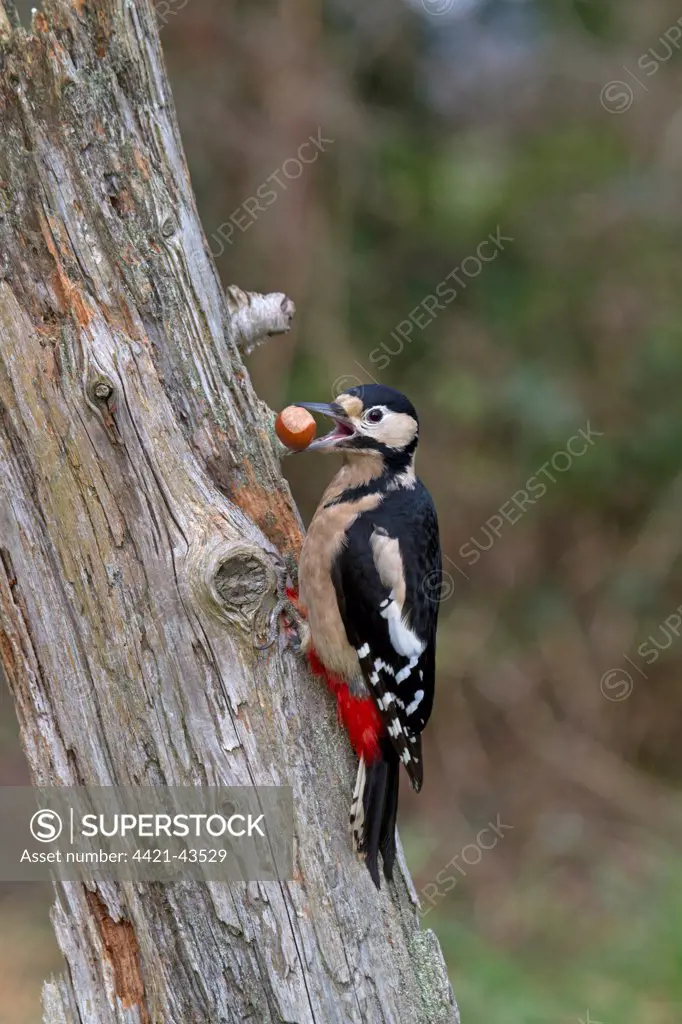 Great Spotted Woodpecker (Dendrocopos major) adult female, feeding, carrying hazel nut ready to wedge into dead tree trunk, England, January