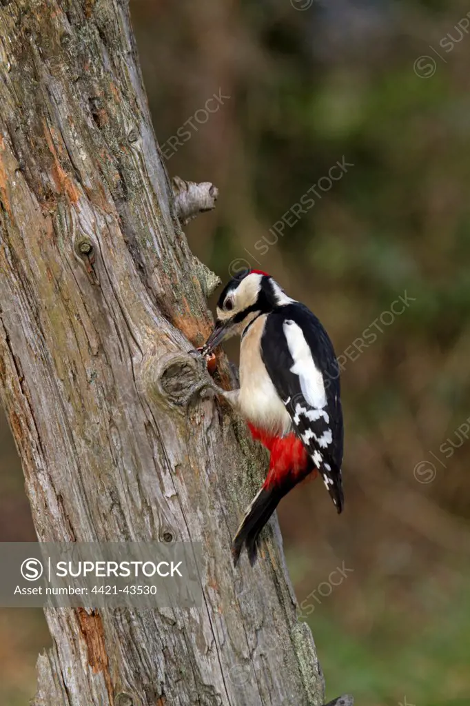 Great Spotted Woodpecker (Dendrocopos major) adult male, feeding, cracking open wedged hazel nut in dead tree trunk, England, January