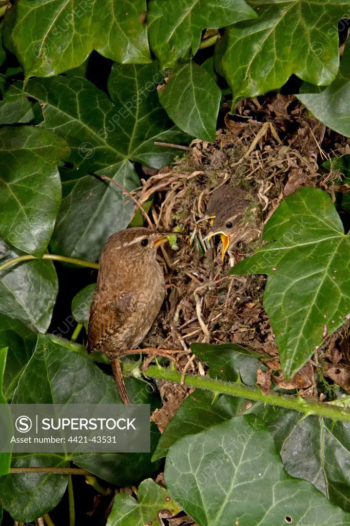Eurasian Wren (Troglodytes troglodytes) adult, feeding chicks at nest in ivy covered bank, Shropshire, England, June