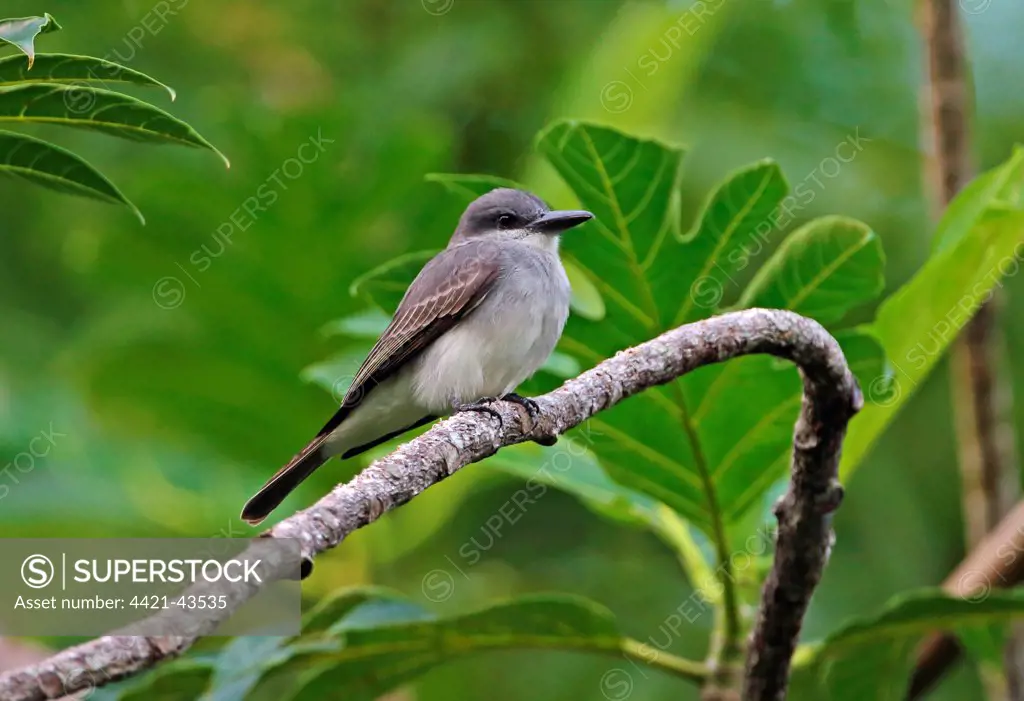 Grey Kingbird (Tyrannus dominicensis vorax) adult, perched on branch, Fond Doux Plantation, St. Lucia, Windward Islands, Lesser Antilles, November