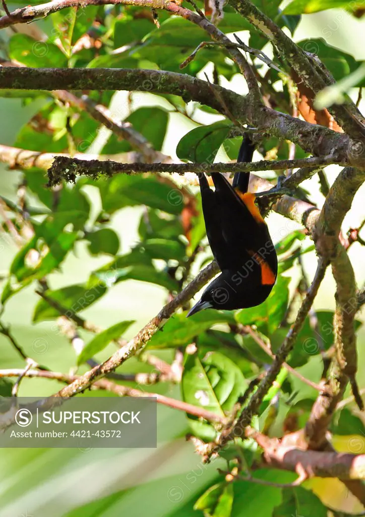 Saint Lucia Oriole (Icterus laudabilis) adult male, hanging from branch, Quilesse Forest Reserve, St. Lucia, Windward Islands, Lesser Antilles, December