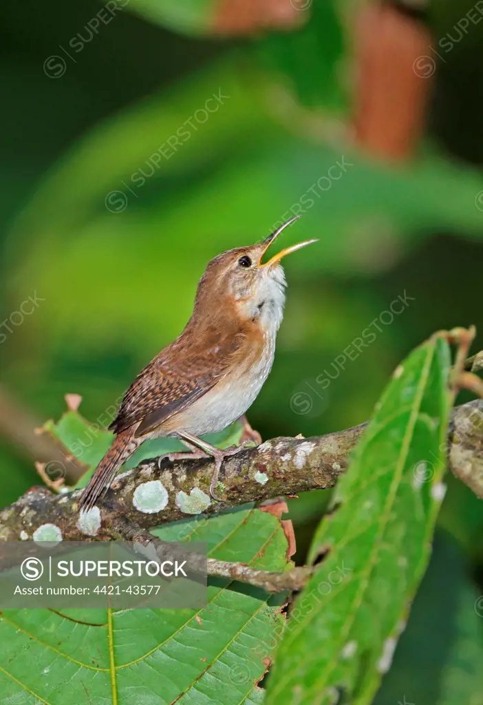 Southern House Wren (Troglodytes musculus mesoleucus) adult, singing, perched on branch, Fond Doux Plantation, St. Lucia, Windward Islands, Lesser Antilles, December