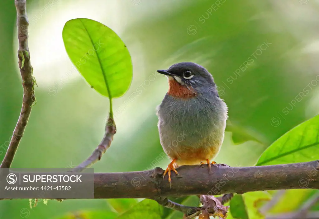 Rufous-throated Solitaire (Myadestes genibarbis sanctaeluciae) adult, perched on branch, Quilesse Forest Reserve, St. Lucia, Windward Islands, Lesser Antilles, December