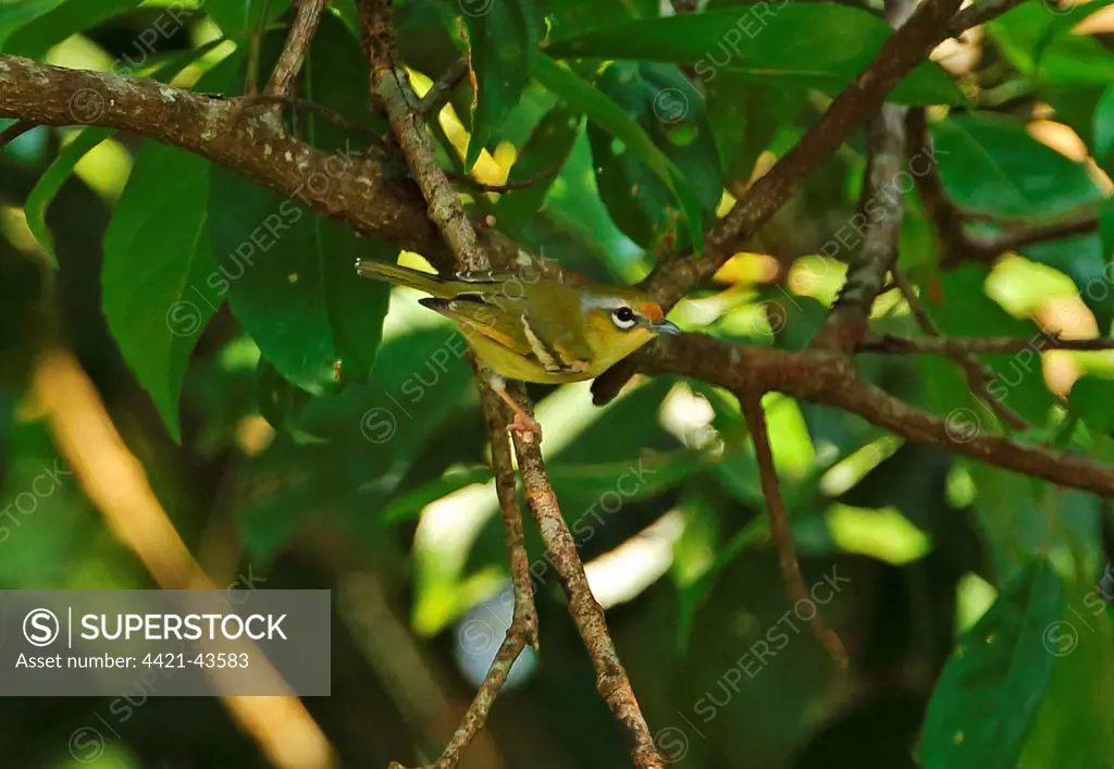 Chestnut-fronted Shrike-babbler (Pteruthius aenobarbus indochinensis) adult female, perched on twig, Dakdam Highland, Cambodia, January