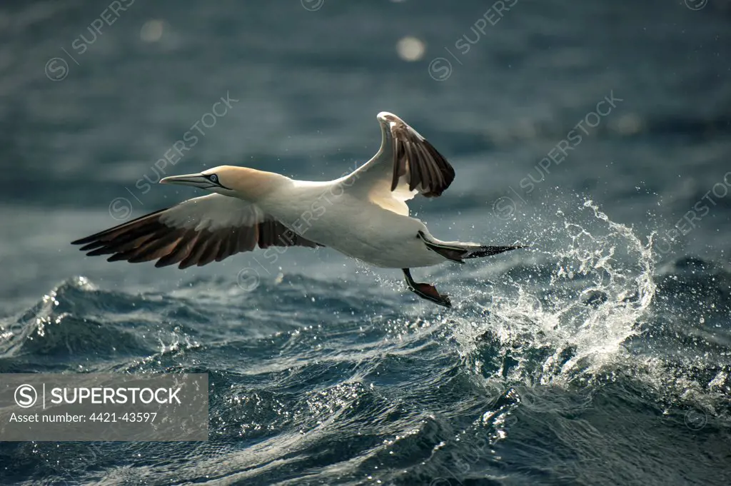 Cape Gannet (Morus capensis) adult, in flight, taking off from sea surface, offshore Port St. Johns, Wild Coast, Eastern Cape (Transkei), South Africa, July