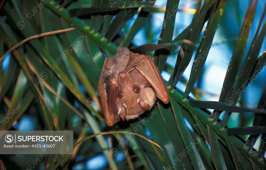 Peter's Epauletted Fruit Bat  (Epomophorus crypturus) Botswana