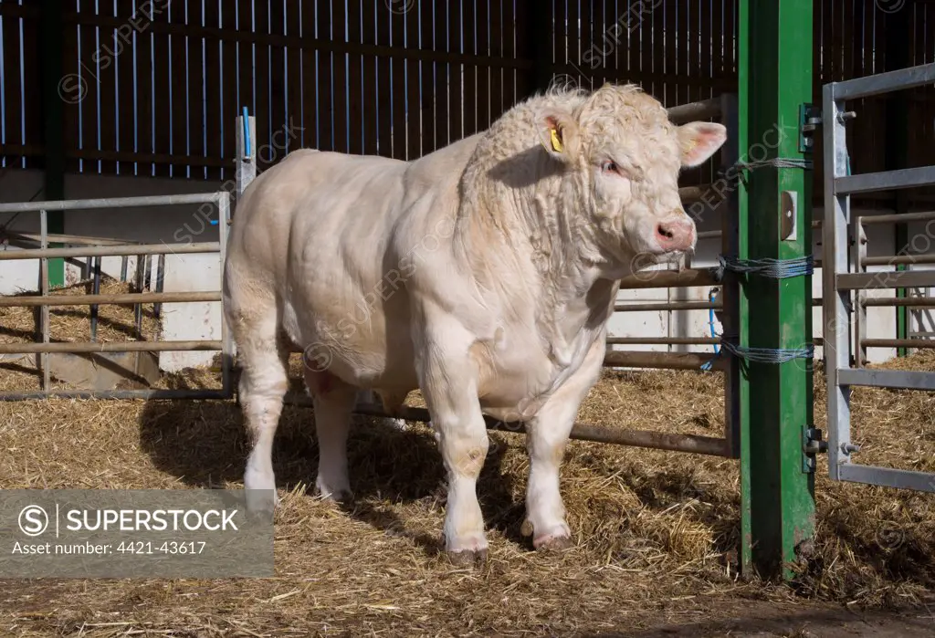 Domestic Cattle, Charolais bull, standing in straw yard, Malton, North Yorkshire, England, November