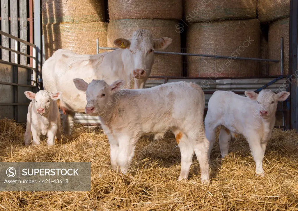 Domestic Cattle, Charolais cow and calves, standing in straw yard, Malton, North Yorkshire, England, November