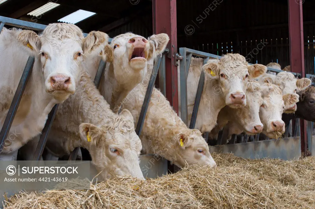 Domestic Cattle, Charolais cows, herd feeding on straw at feed barrier, Malton, North Yorkshire, England, November