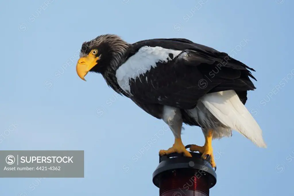 Steller's Sea-eagle (Haliaeetus pelagicus) adult, perched on mast of ship, Kamchatka Peninsula, Kamchatka Krai, Russian Far East, Russia, june