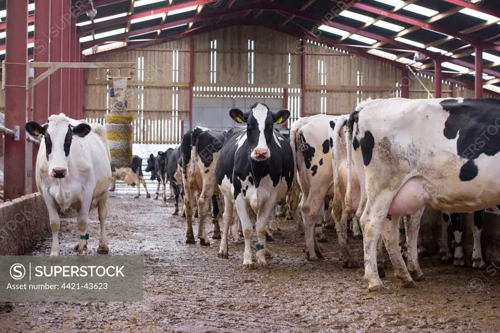 Domestic Cattle, Holstein dairy cows, herd in cubicle house with cow brush, Mold, Flintshire, North Wales, December