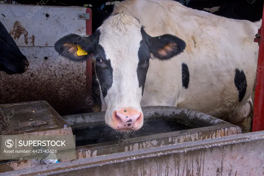 Domestic Cattle, Holstein cow, drinking from concrete water trough in cubicle house, Cheshire, England, January