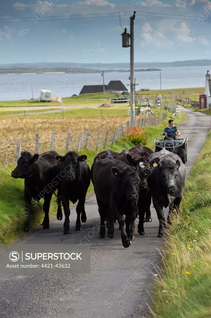 Domestic Cattle, beef herd being driven along single track road by crofter on quadbike, Isle of Tiree, Inner Hebrides, Scotland, August
