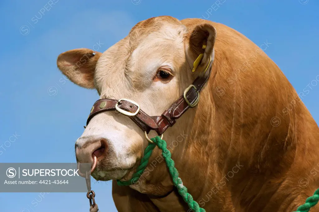 Domestic Cattle, Blonde d'Aquitaine bull, wearing halter, close-up of head, England, May