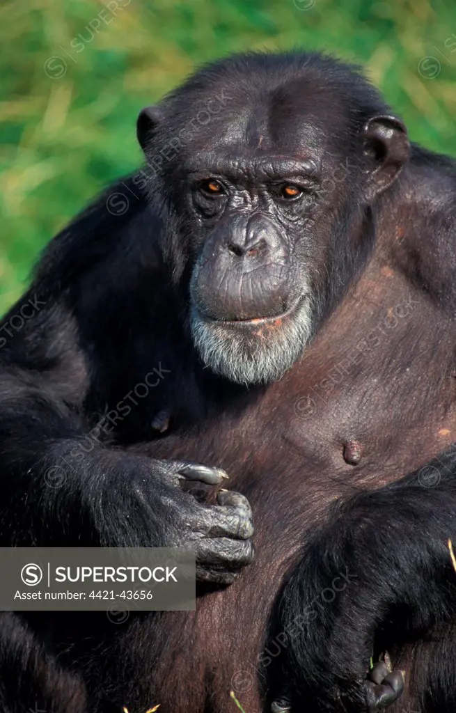 Chimpanzee (Pan troglodytes) Head of adult