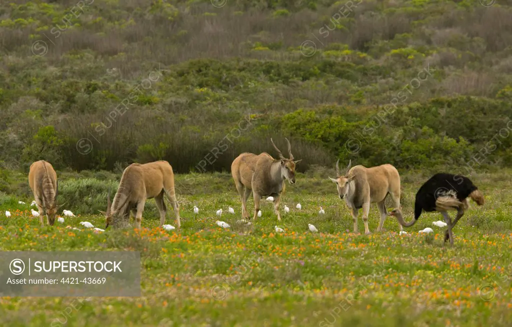 Common Eland (Taurotragus oryx) four adults, with associated Cattle Egret (Bubulcus ibis ibis) flock and Ostrich (Struthio camelus) adult male, grazing damp grassland, Postberg, West Coast N.P., Western Cape Province, South Africa, August