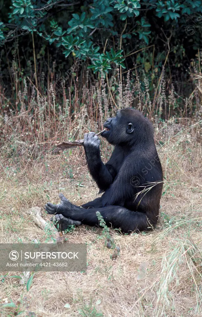 Western Lowland Gorilla (Gorilla g gorilla) Cleaning teeth with stick.