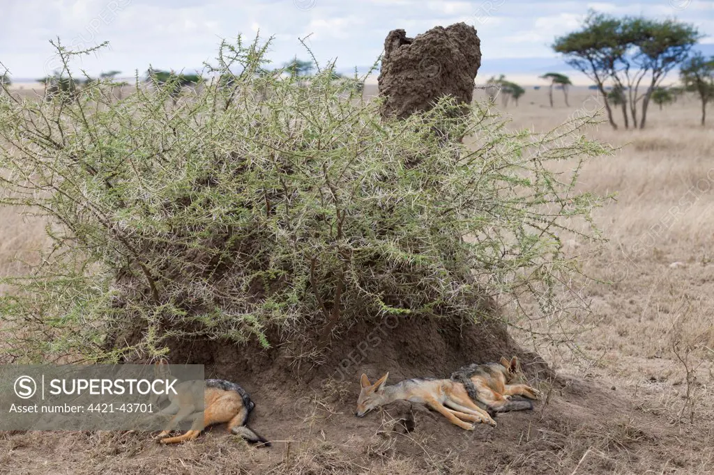 Black-backed Jackal (Canis mesomelas) three cubs, sleeping beside termite mound, Serengeti N.P., Tanzania, December