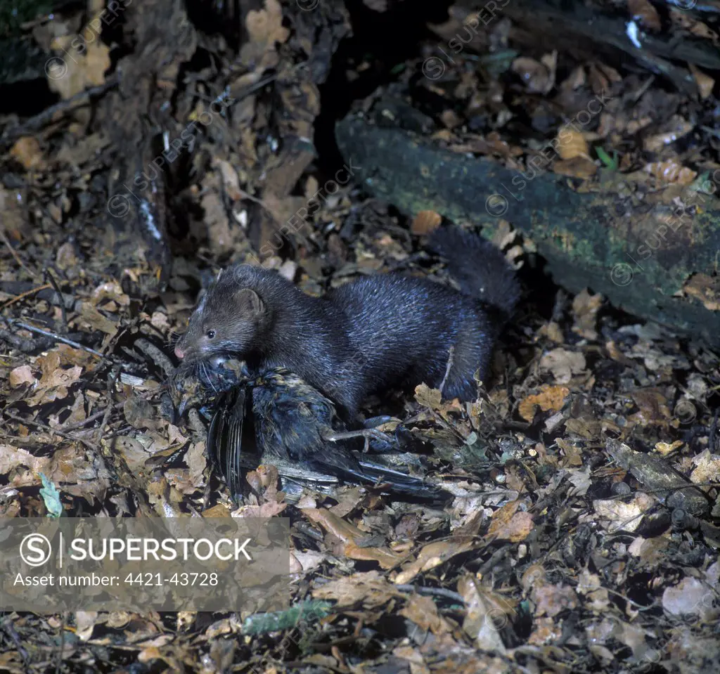 Mink (Mustela vison) On fallen leaves with prey - Blackbird