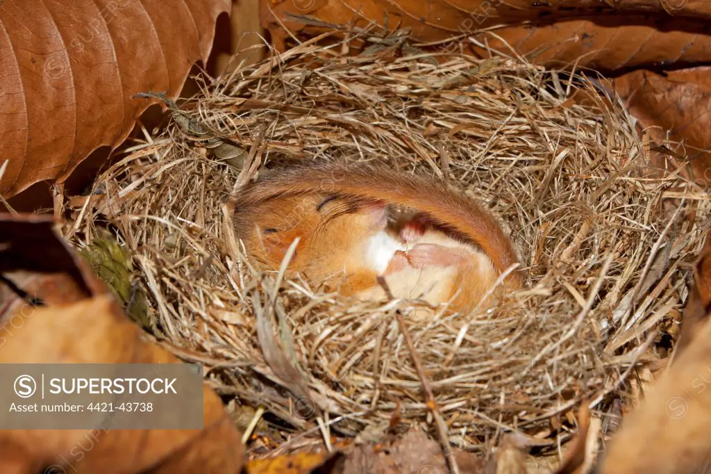 Hazel Dormouse (Muscardinus avellanarius) adult, hibernating in nest, Norfolk, England, January