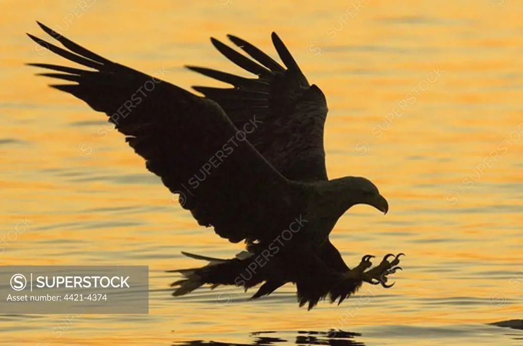 White-tailed Eagle (Haliaeetus albicilla) adult, in flight, swooping over water for fish, silhouetted at sunset, Flatanger, Norway, july