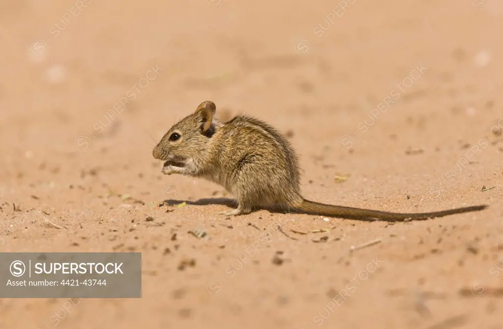 Four-striped Grass Mouse (Rhabdomys pumilio) adult, foraging on sand, Kalahari Desert, Kalahari Gemsbok N.P., Kgalagadi Transfrontier Park, Northern Cape Province, South Africa, August