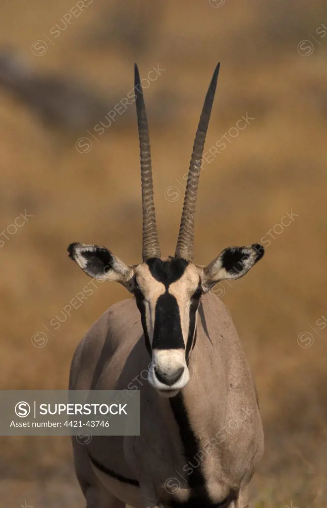Beisa Oryx (Oryx gazella beisa)   Head
