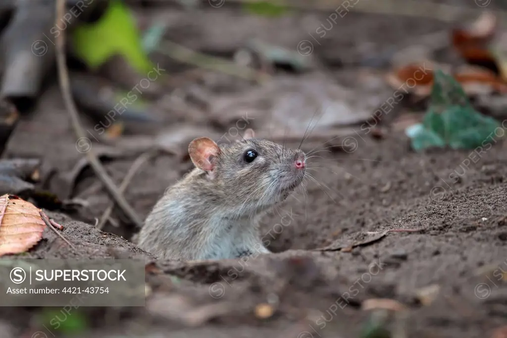 Brown Rat (Rattus norvegicus) adult, looking out from hole, Strumpshaw Fen RSPB Reserve, River Yare, The Broads N.P., Norfolk, England, November