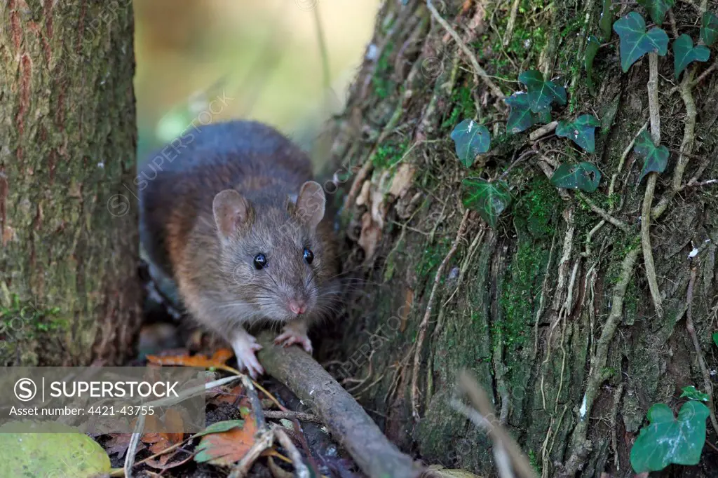 Brown Rat (Rattus norvegicus) adult, standing between tree trunks, Strumpshaw Fen RSPB Reserve, River Yare, The Broads N.P., Norfolk, England, November