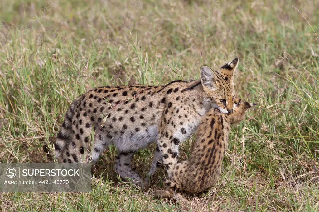Serval (Leptailurus serval) adult, carrying cub in mouth, Serengeti N.P., Tanzania, December