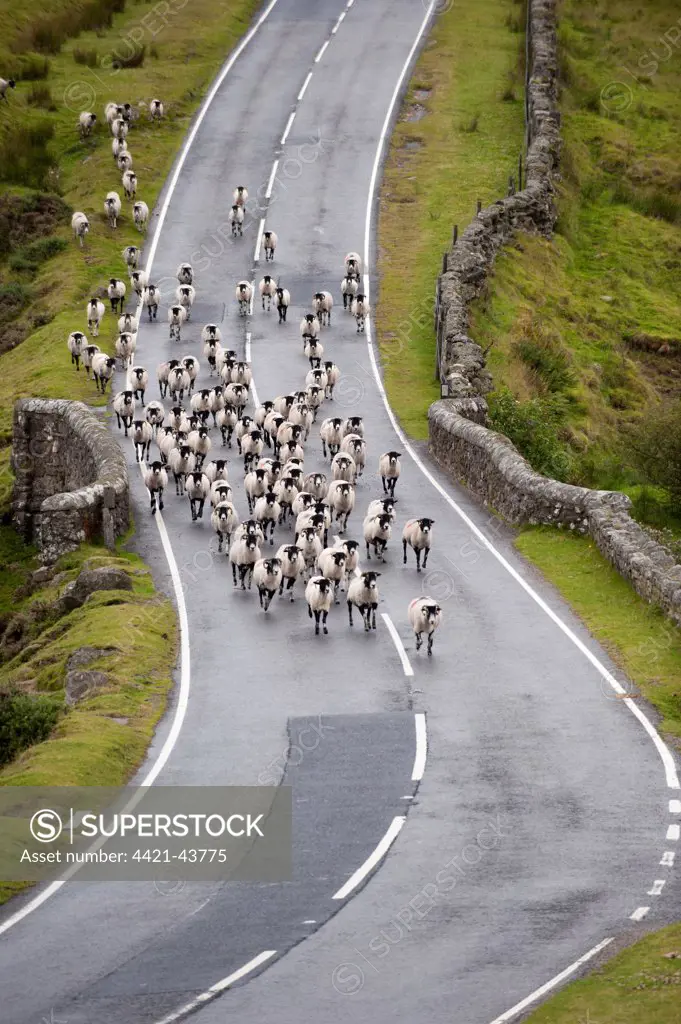 Domestic Sheep, Swaledale ewes, flock running down road on moorland, Dartmoor, Devon, England, August