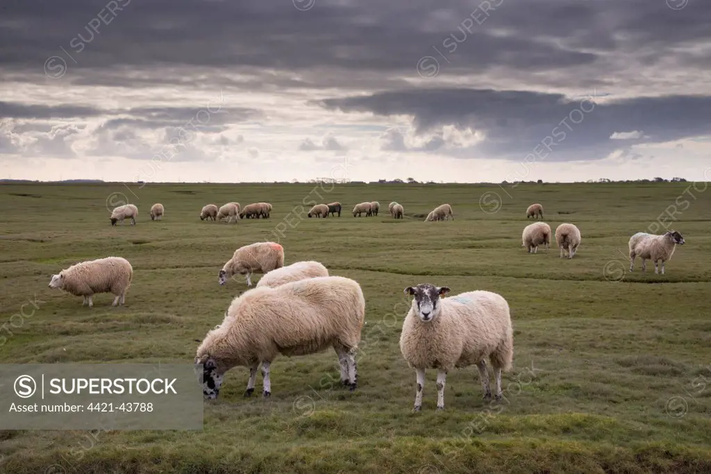 Domestic Sheep, mule ewes, flock grazing on saltmarsh, Bank End Farm, Cockerham, Lancashire, England, October