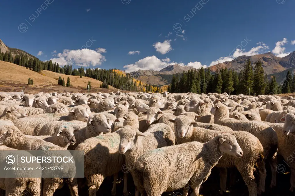 Domestic Sheep, flock, autumn round-up in mountain pasture, Lizard Head Pass, San Juan Mountains, Colorado, U.S.A., September