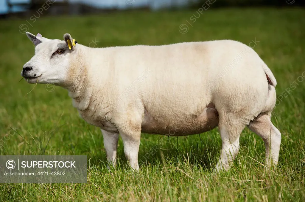 Domestic Sheep, Beltex ewe, standing in pasture, England, July