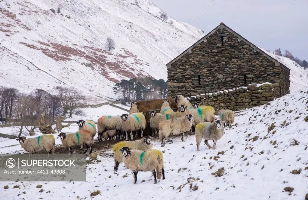 Domestic Sheep, Swaledale ewes, flock feeding on silage beside stone barn in snow covered upland pasture, Grisedale, Lake District, Cumbria, England, January
