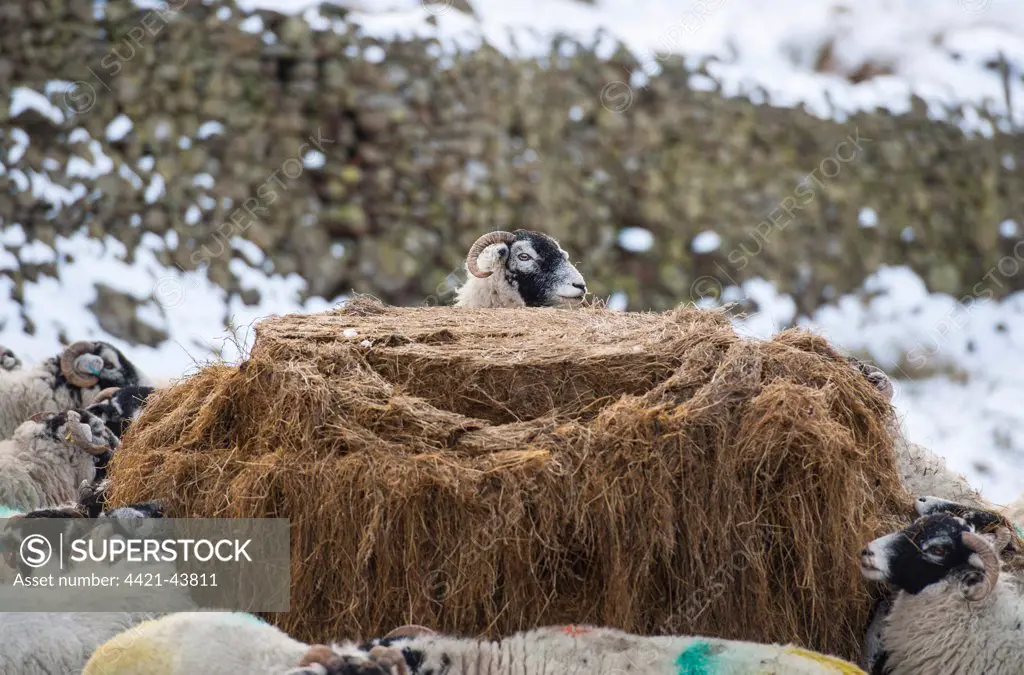 Domestic Sheep, Swaledale ewes, flock feeding on silage in snow covered pasture, Grisedale, Lake District, Cumbria, England, January