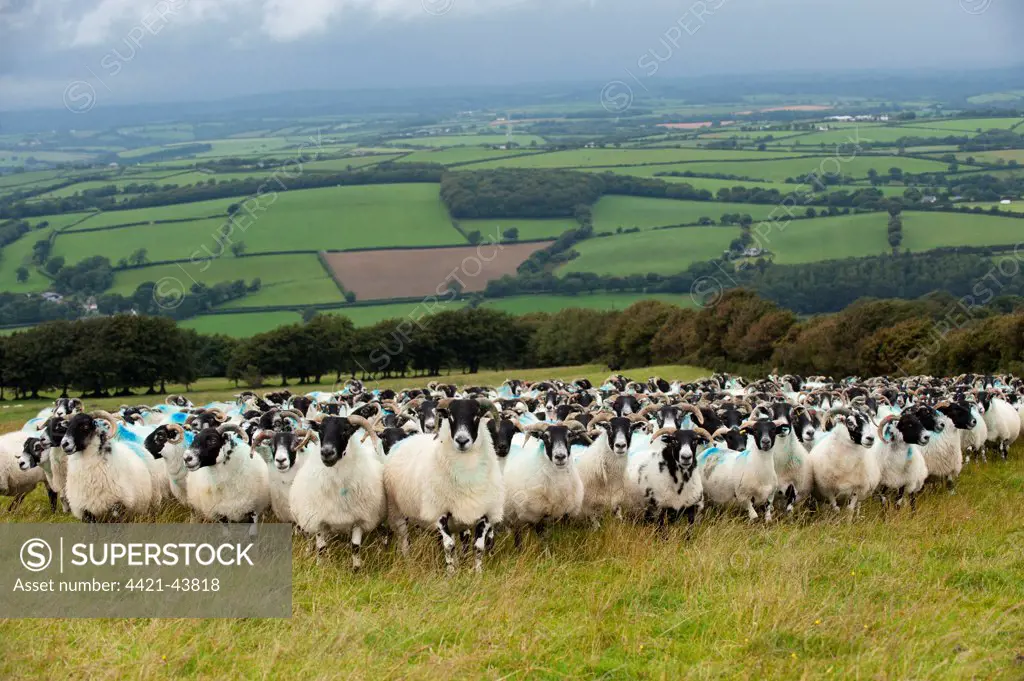 Domestic Sheep, Scottish Blackface ewes, flock standing on pasture in farmland, Devon, England, August
